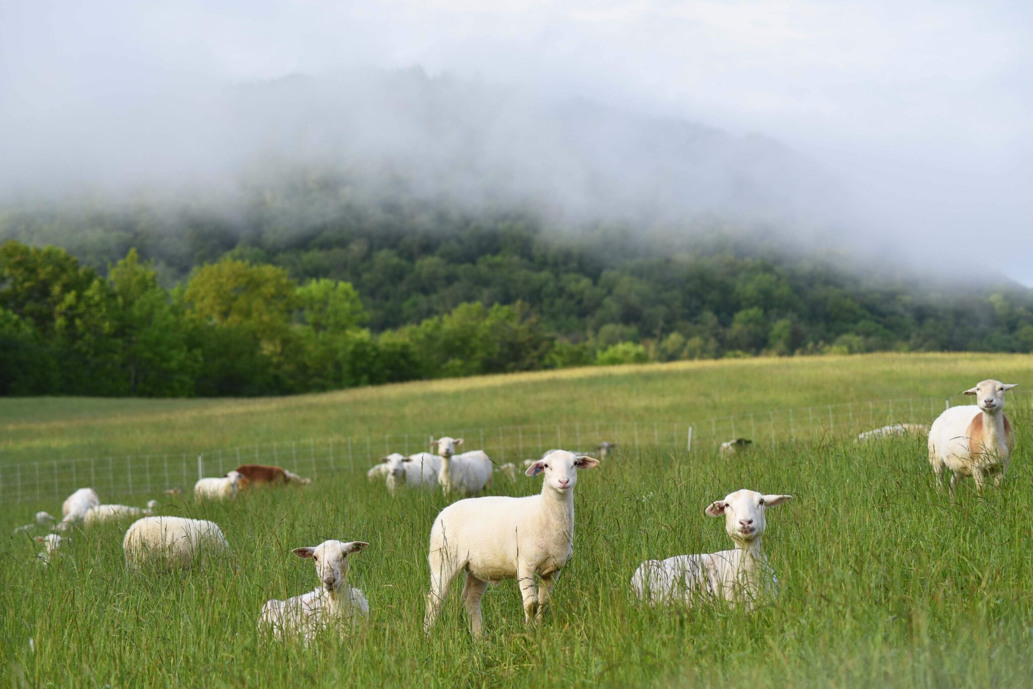 Farm Retreat on a 250-Acre Vermont Sheep Farm photo 2