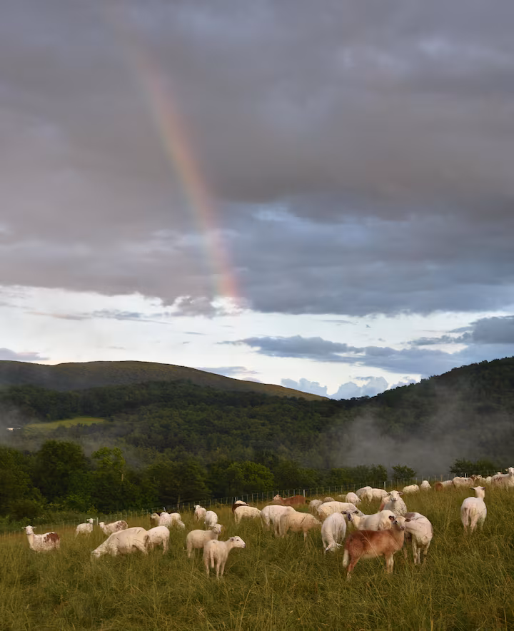 Farm Retreat on a 250-Acre Vermont Sheep Farm photo 21